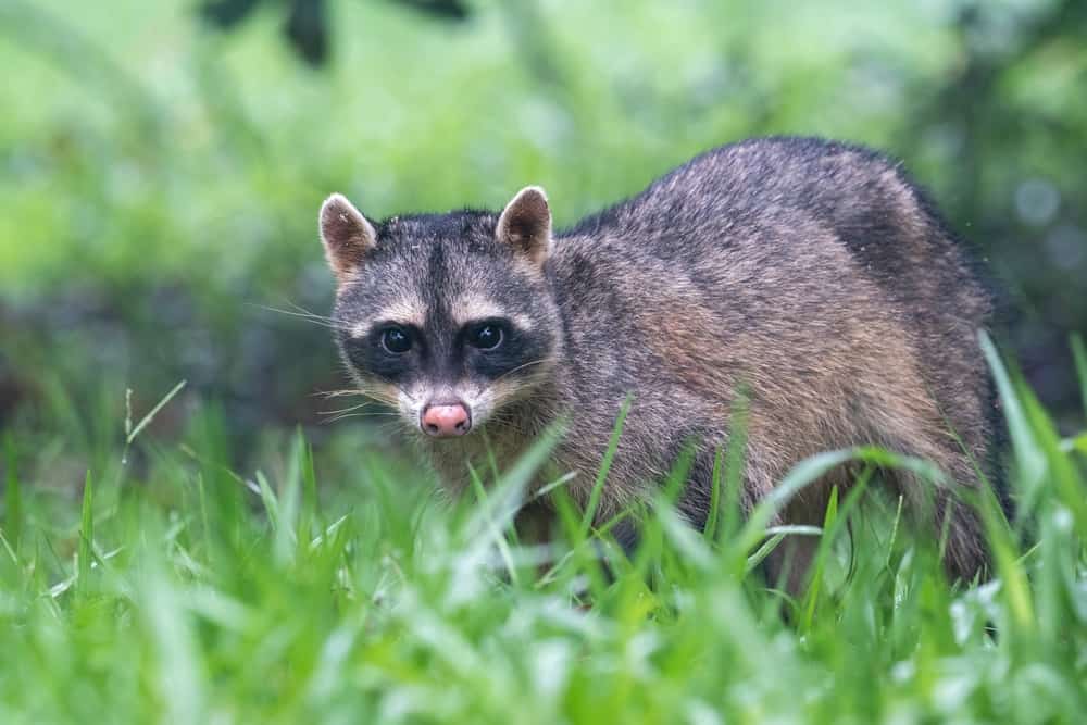 Raccoon mating season