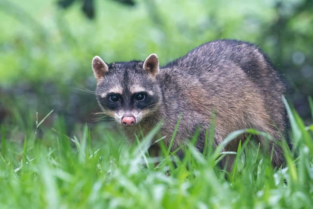 Raccoon Mating Season: When Do They Breed? - Wiki Point