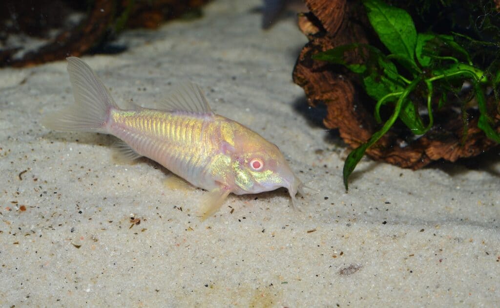 An albino Cory Catfish on the bottom of an aquarium