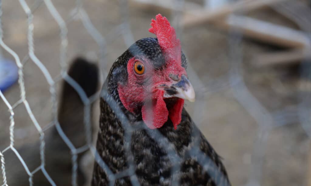 Cuckoo maran hen