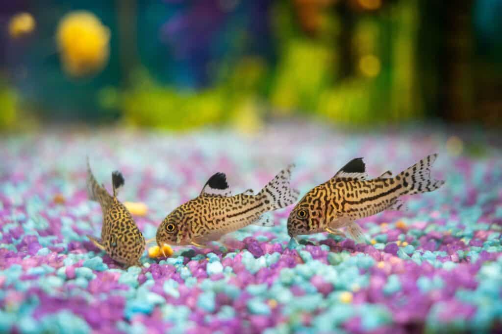 A trio of Julii Cory feeding on the bottom of an aquairum