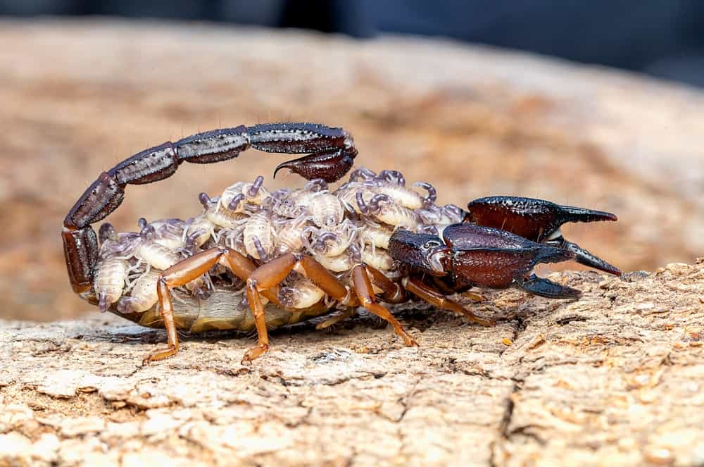 scorpion incredible facts