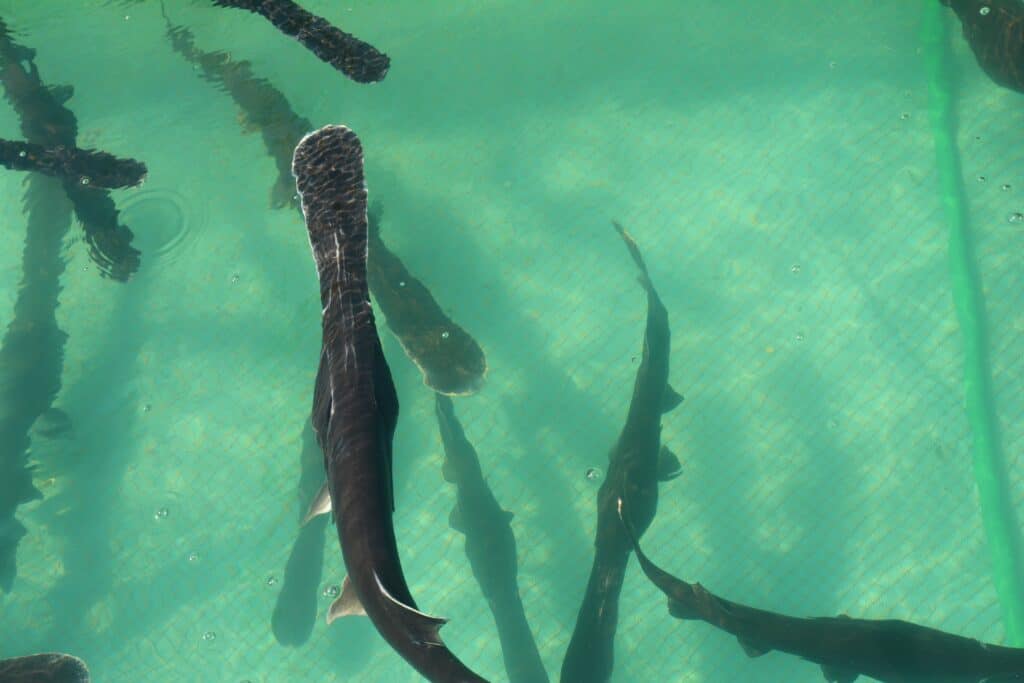 American Paddlefish in a fish farm