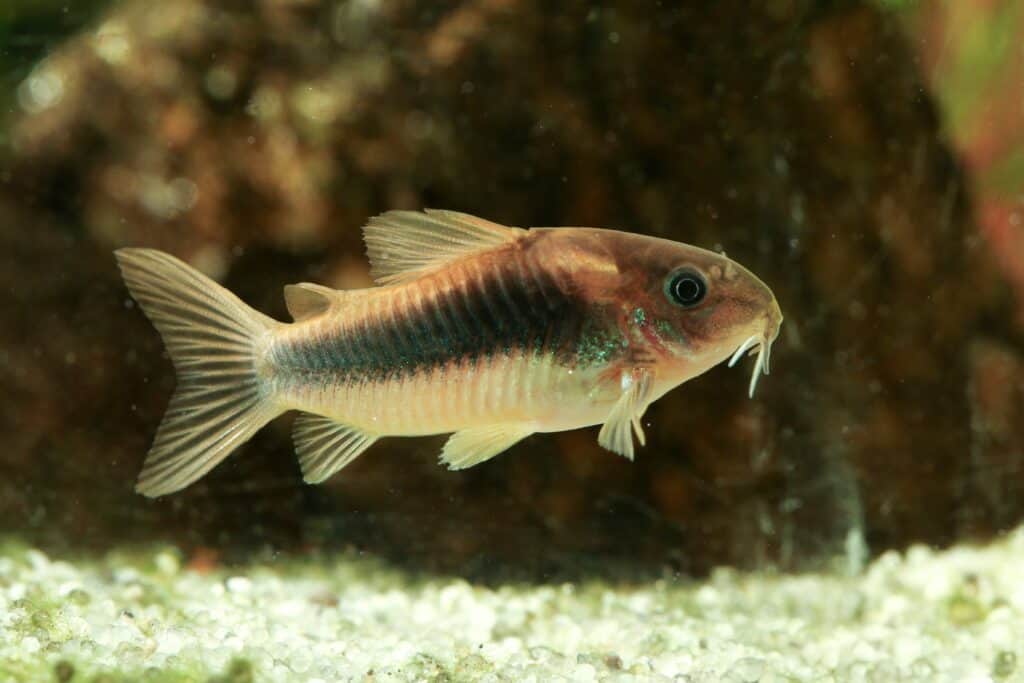 Bronze Cory in an aquarium