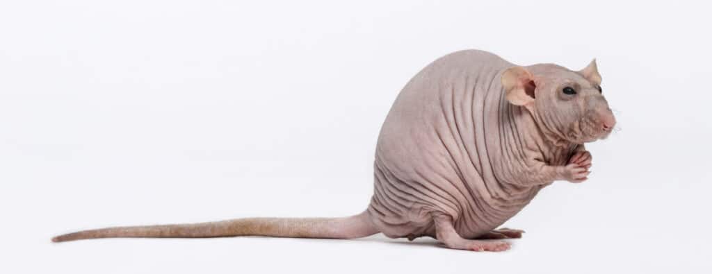 Hairless rat against a white background