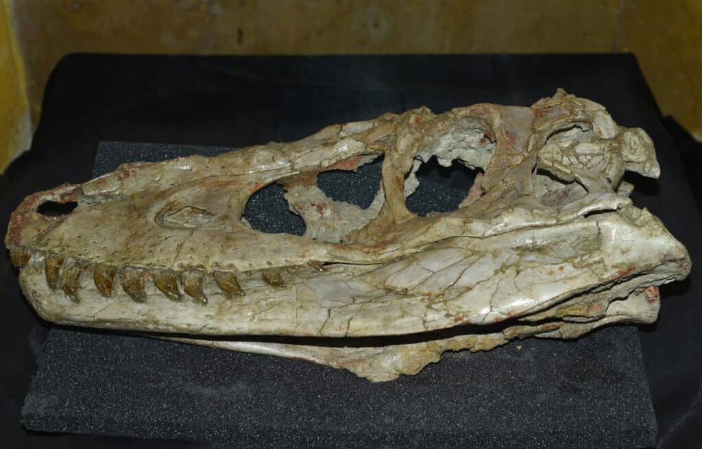 Skull of Tarbosaurus baatar dinosaur found in Mongolia Gobi desert