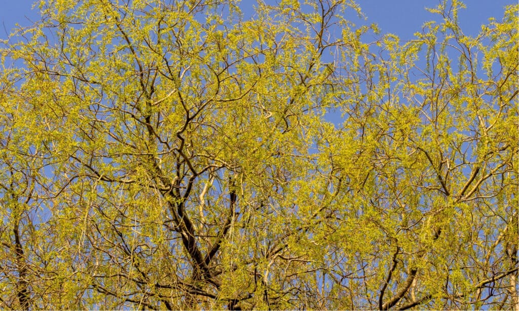 black willow vs weeping willow