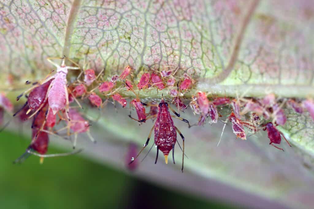 Rose aphid