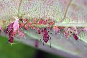 How to Get Rid of Aphids on Roses Picture