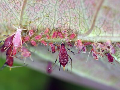 A How to Get Rid of Aphids on Roses