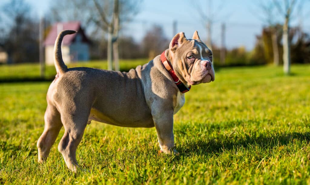 American Bully puppy dog