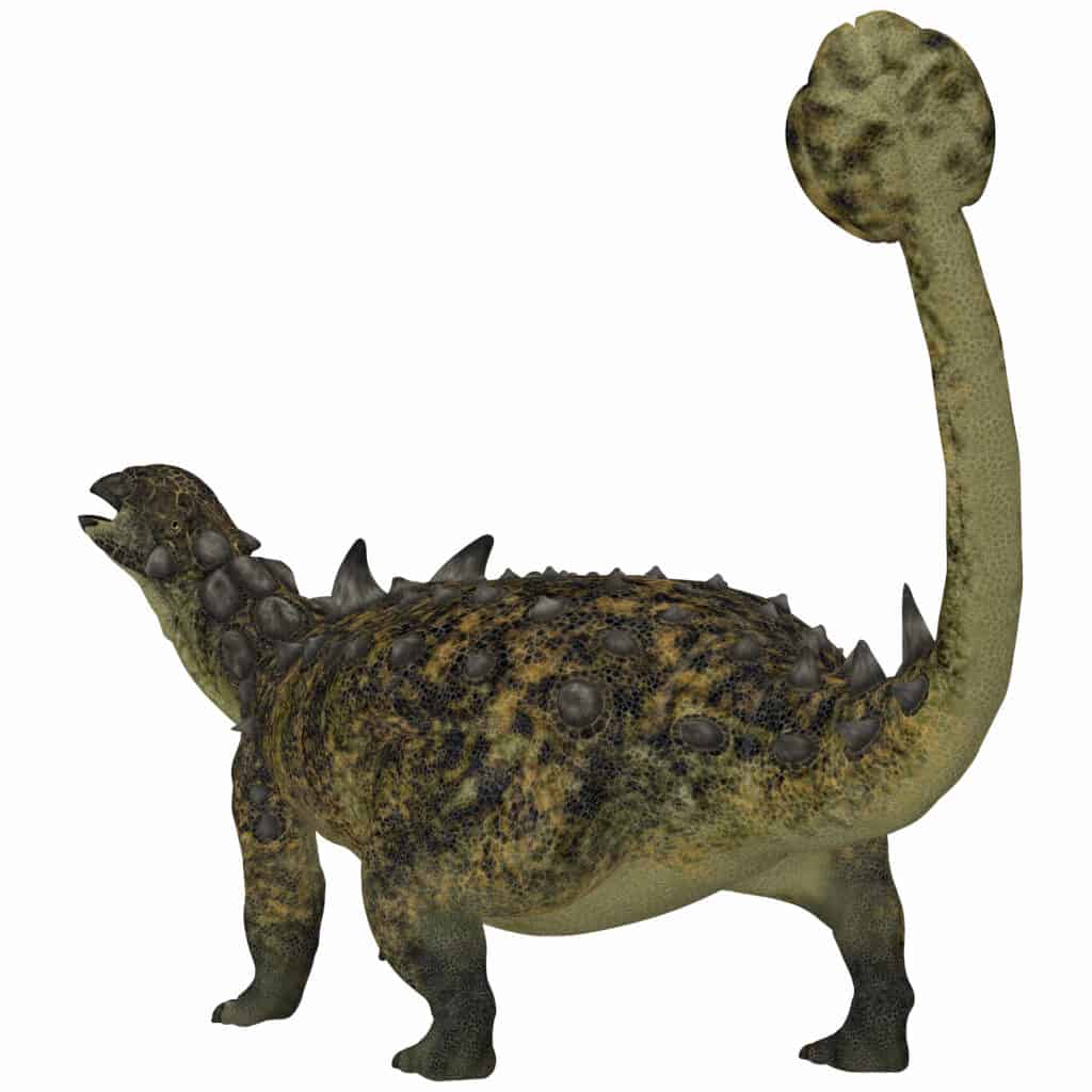 Euoplocephalus
