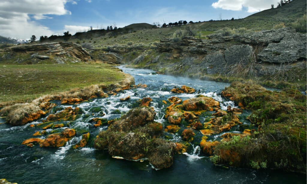 Yellowstone Landscape