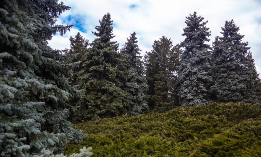 white spruce vs blue spruce