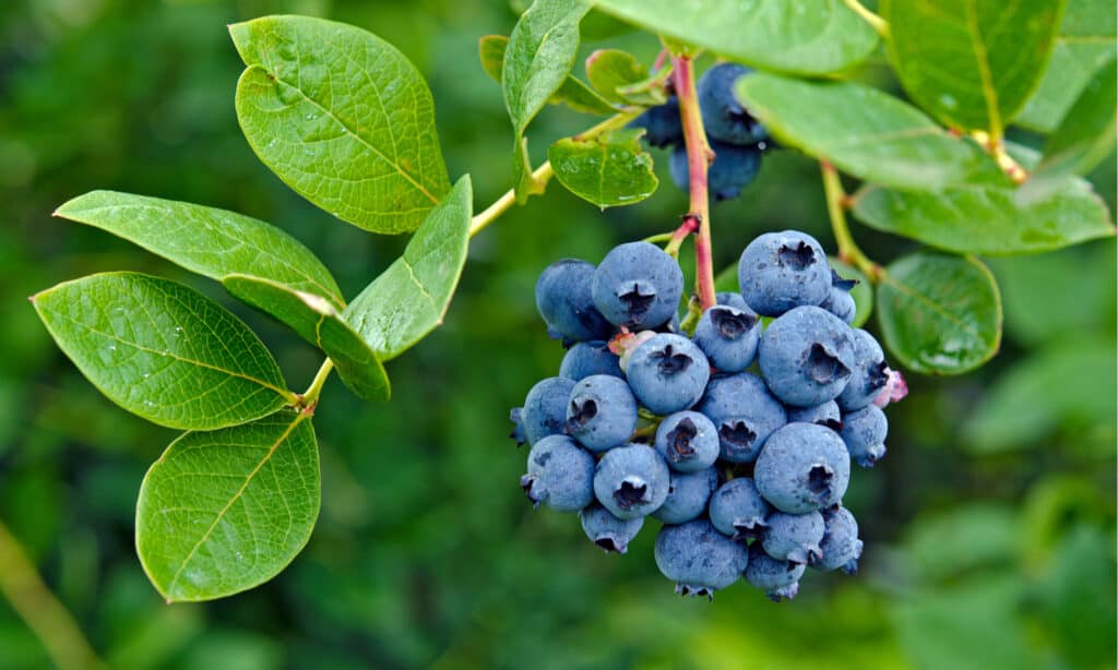 blueberries growing in a cluster among leaves of green.