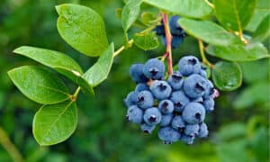 Wild Blueberries vs. Cultivated Blueberries Picture