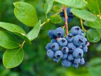 A Wild Blueberries vs. Cultivated Blueberries