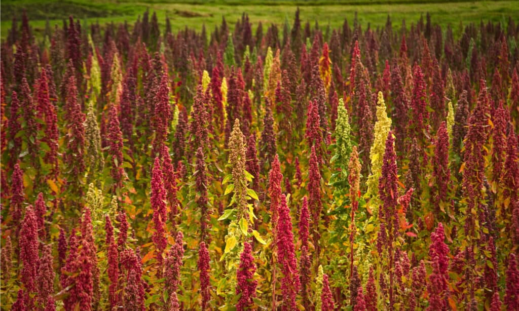 amaranth vs quinoa