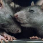 pair of rats