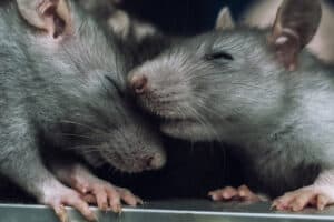 Do Rats Hibernate? Picture