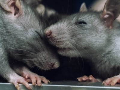 A Are Rats Nocturnal Or Diurnal? Their Sleep Behavior Explained
