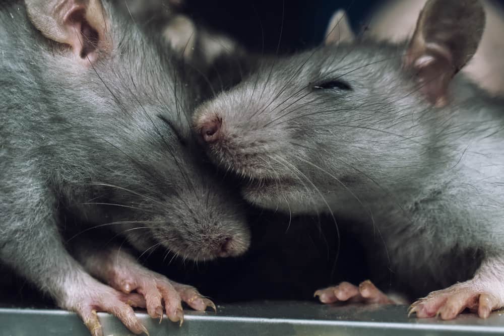 Rat Lifespan: How Long Do Rats Live? - A-Z Animals