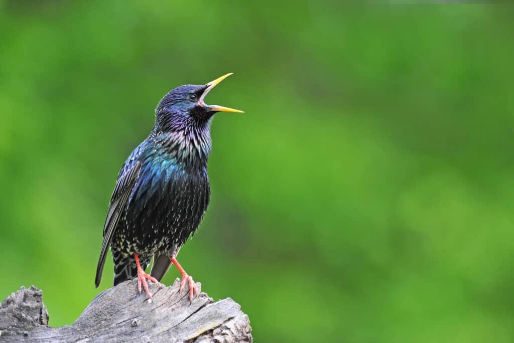 A European starling singing in the wild