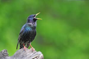 Nebraska’s 6 Best Bird Watching Spots This Summer Picture