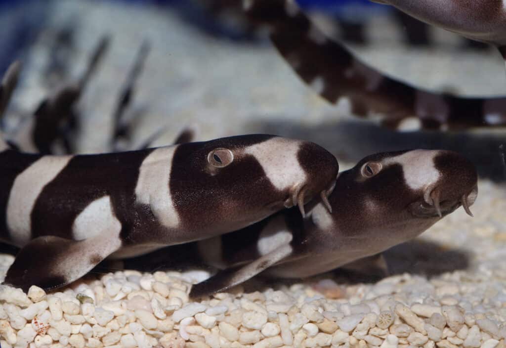 A pair of brownbanded bamboo sharks at the bottom of an aquarium