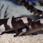 Bamboo sharks