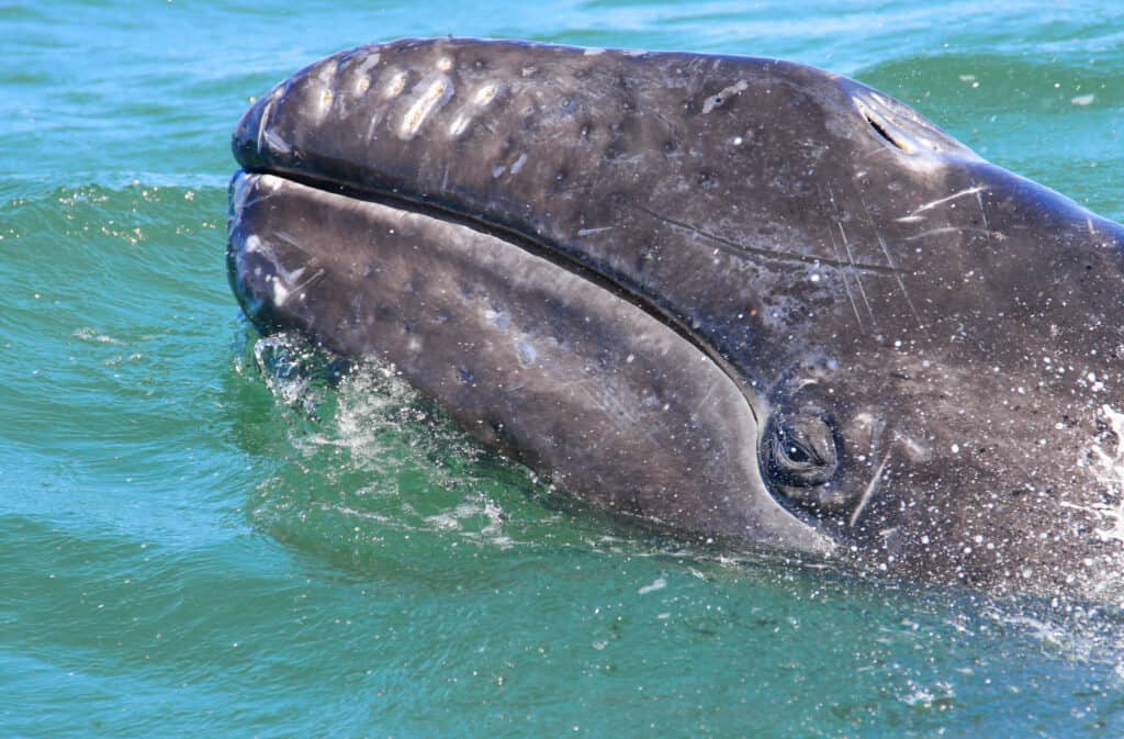 A baby gray whale with one eye visible sticks its head out of the ocean 