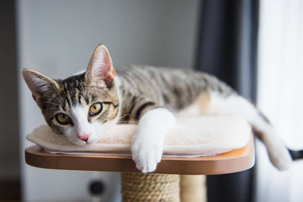 Cute kitten resting on top of an indoor cat tree