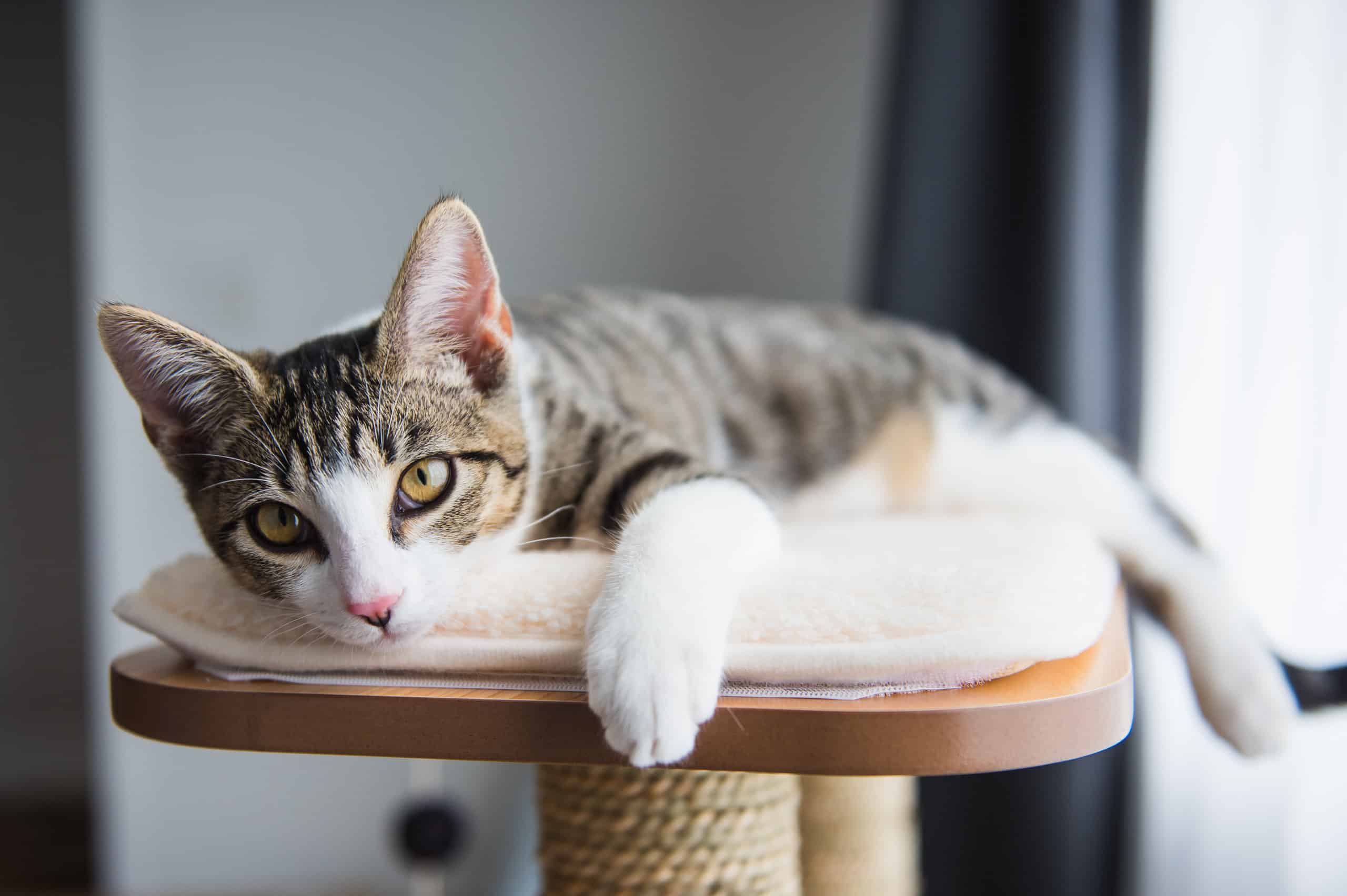 Cute kitten resting on top of an indoor cat tree