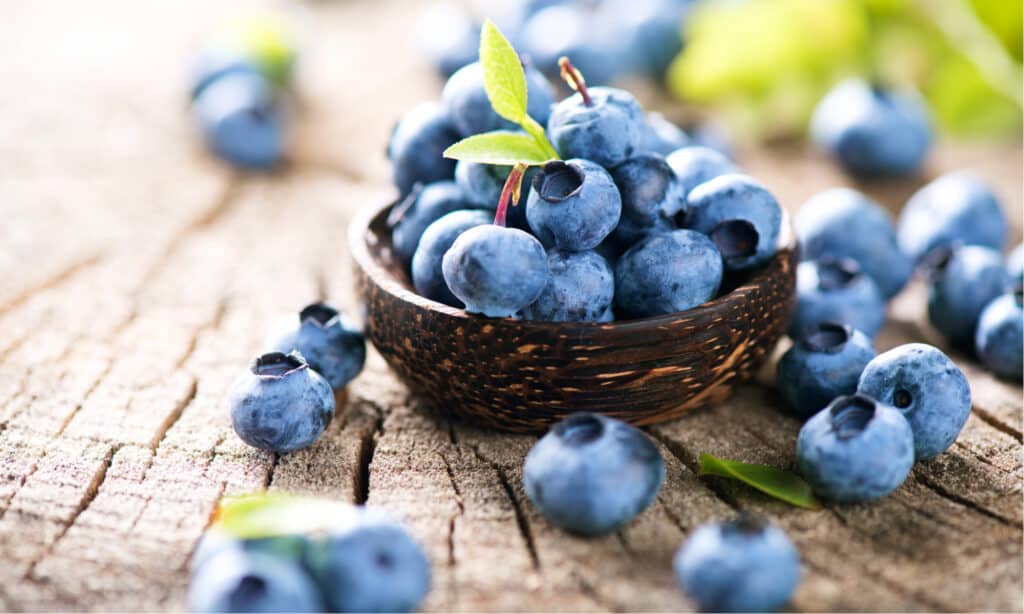 Are blueberries toxic outlet to cats