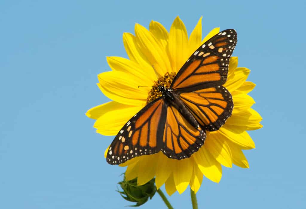 Female,Monarch,Butterfly,Feeding,On,A,Bright,Yellow,Wild,Sunflower,