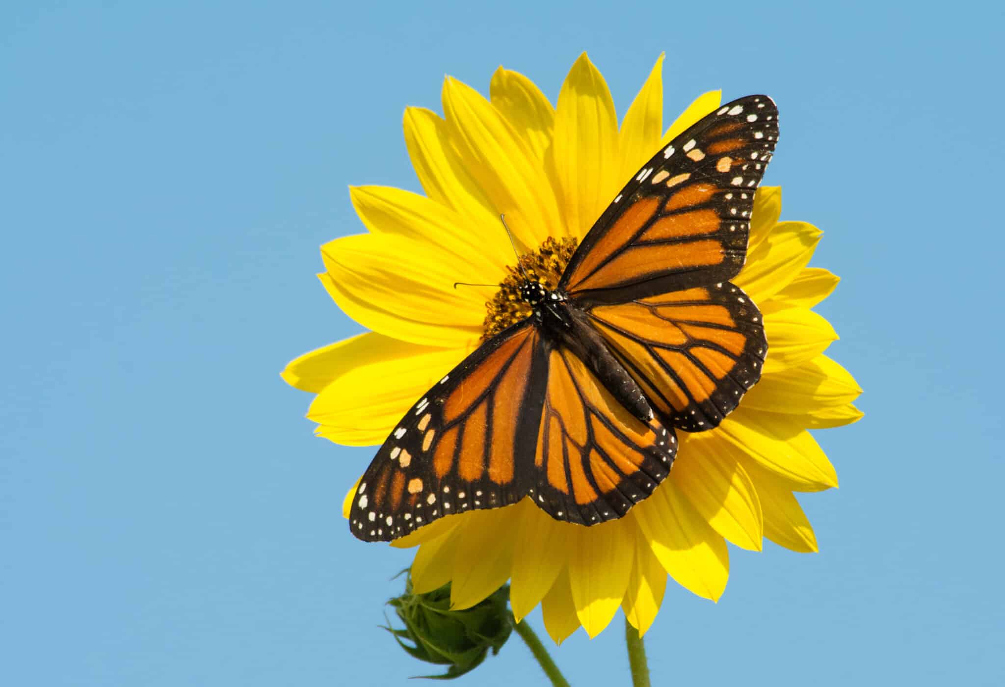 The Complete List of Every Official US State Insect Symbol (With ...