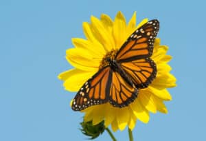 10 Incredible Monarch Butterfly Facts Picture