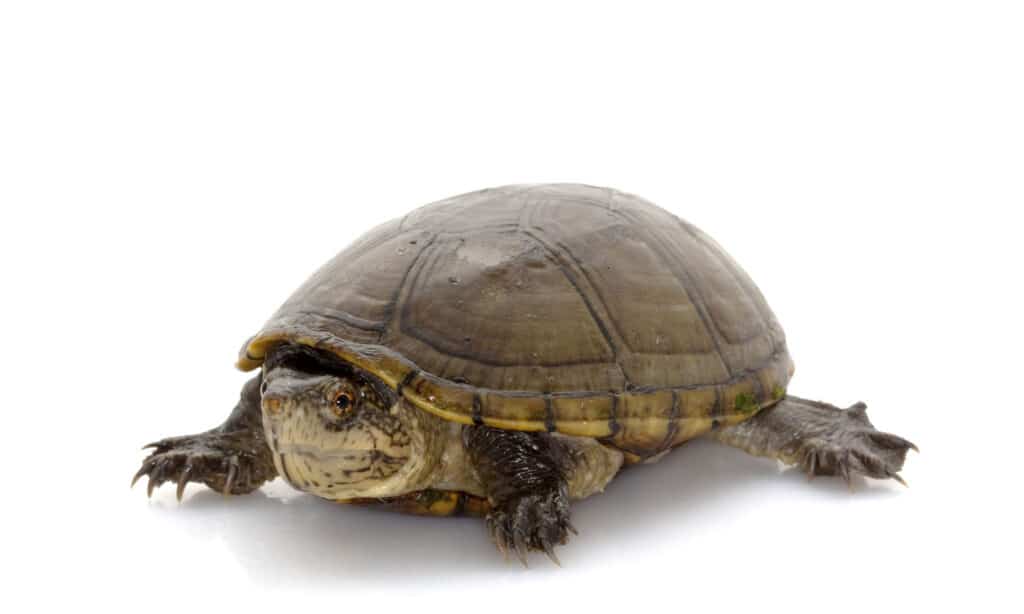 10 Types of Turtles in Florida - A-Z Animals