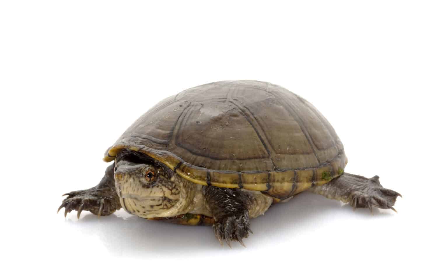 What Do Mud Turtles Eat? - A-Z Animals