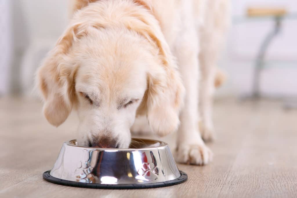 Dog eating out of a bowl