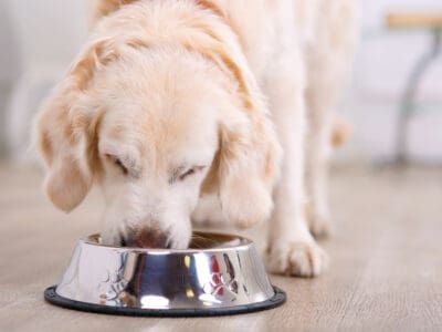 A Royal Canin Digestive Care Dog Food Review: Pros, Cons, Recalls