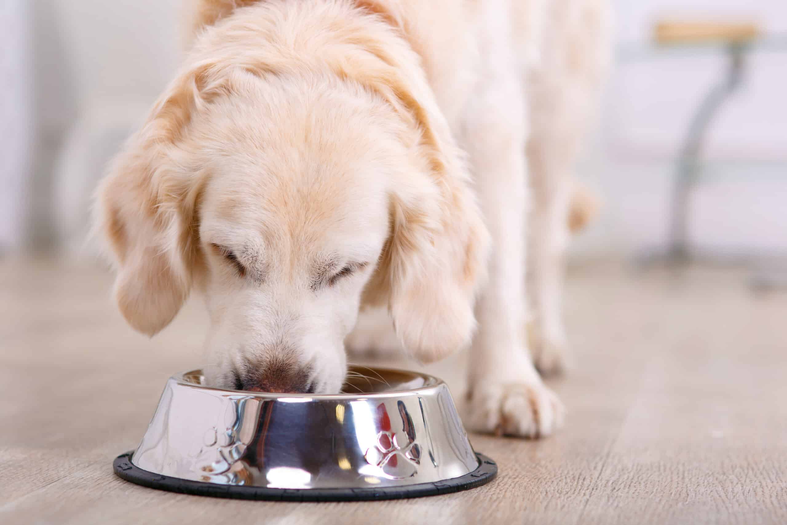 how old can dogs eat puppy food