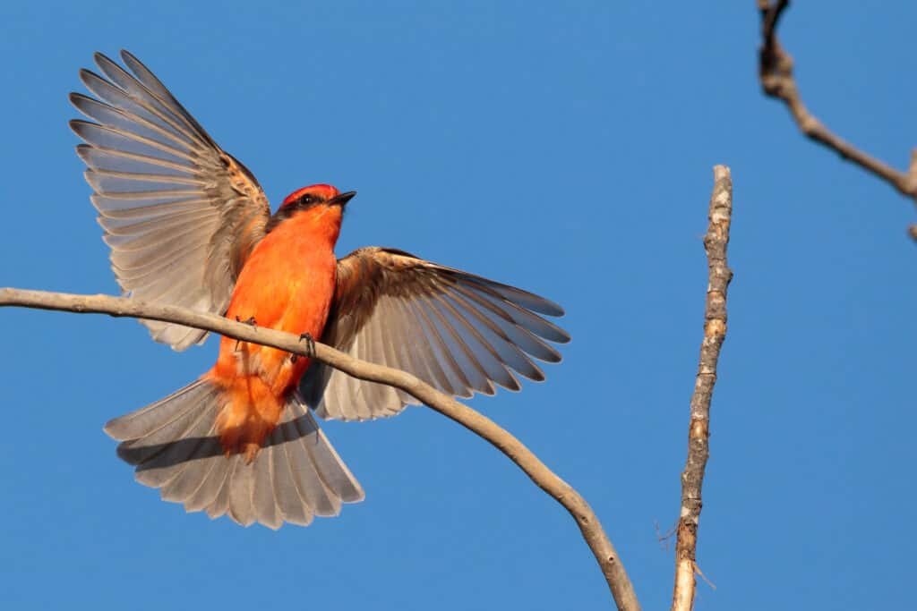 Vermilion Flycatcher