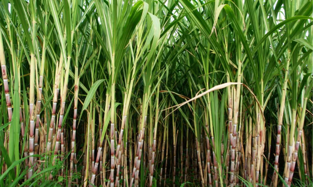 bamboo vs sugar cane