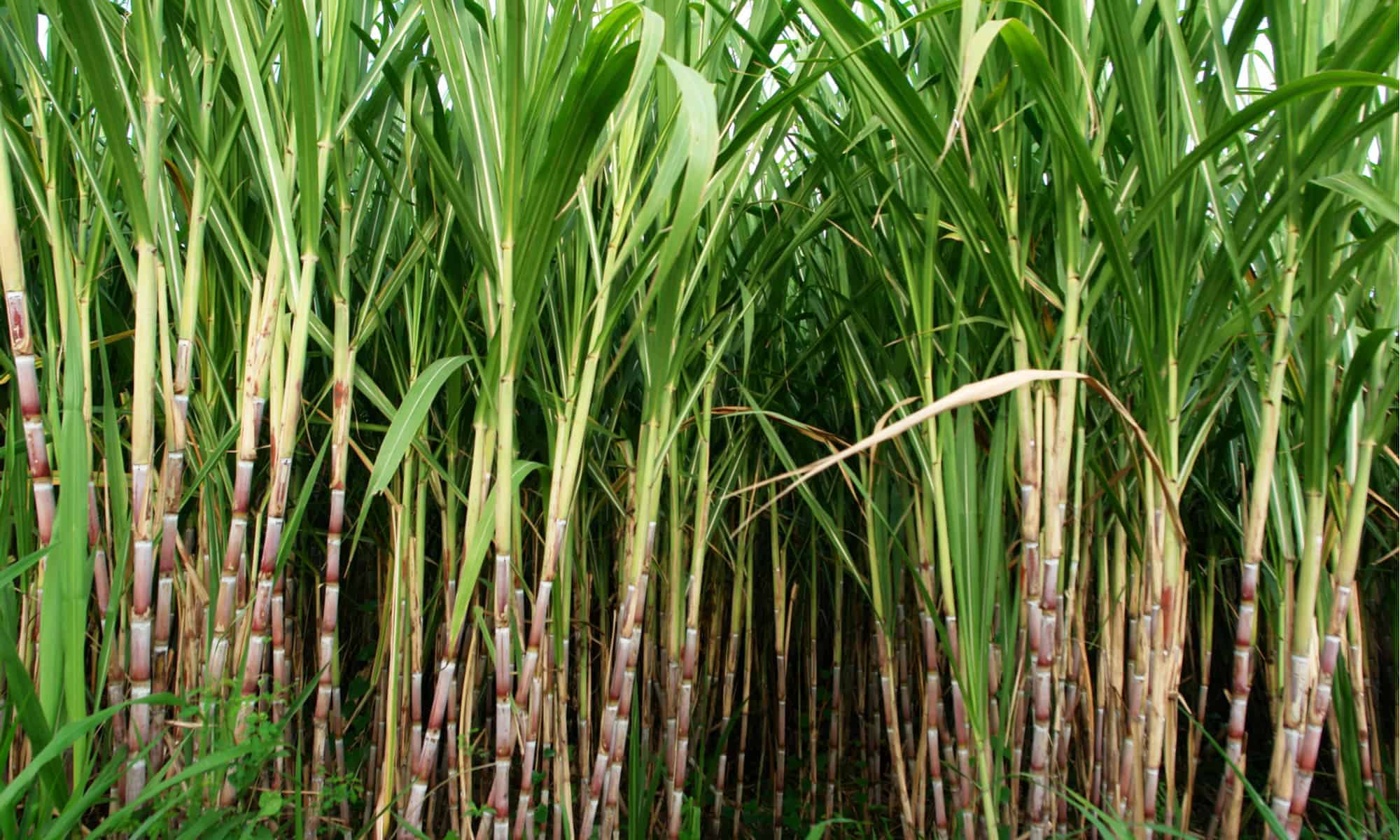 bamboo-vs-sugar-cane-5-key-differences-a-z-animals