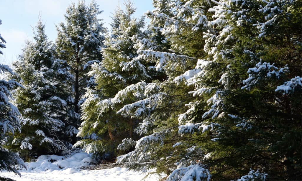 white spruce vs blue spruce