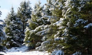 Black Hills Spruce vs. Norway Spruce: What’s the Difference? Picture