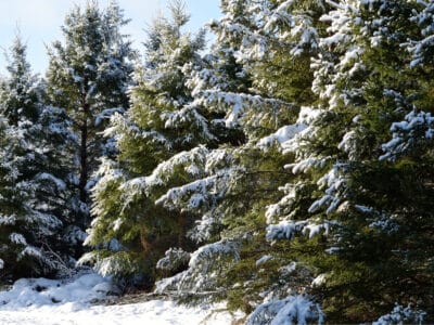 A Black Hills Spruce vs. Norway Spruce: What’s the Difference?
