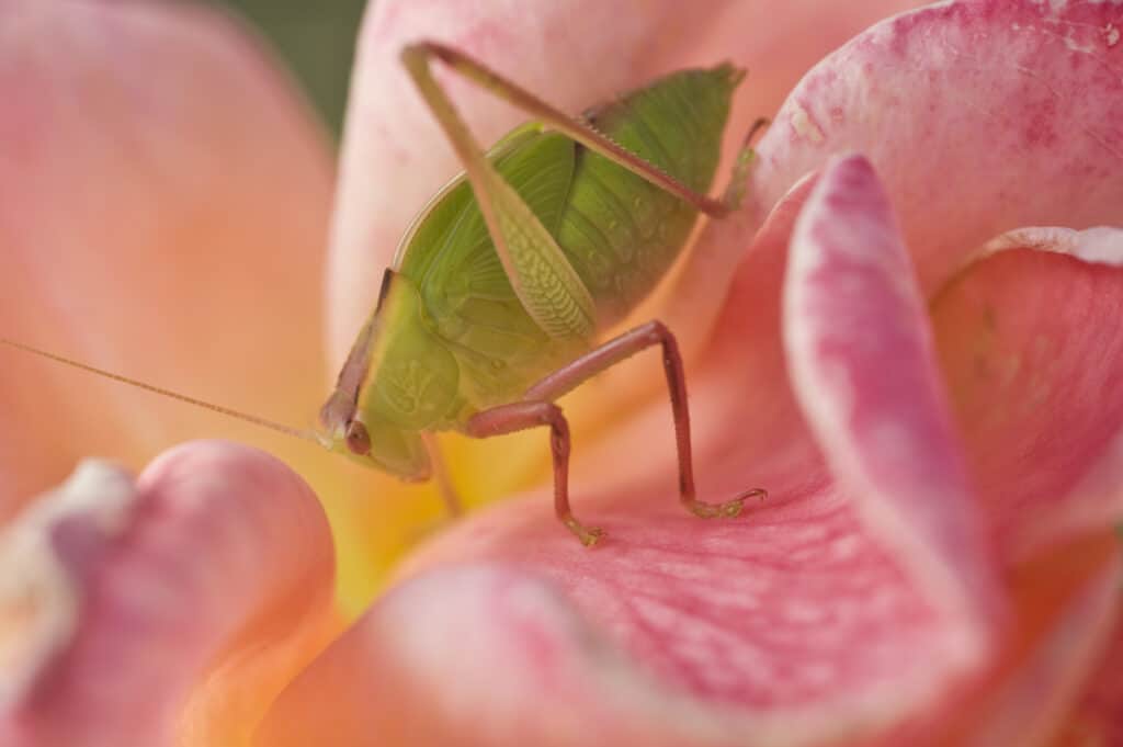 how to get rid of aphids on roses overnight