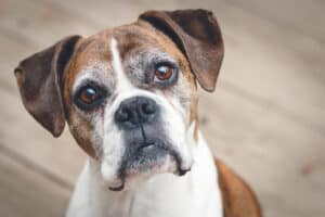 Scariest Types of Skin Tumors in Dogs Picture